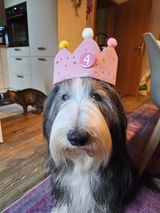 fidelis.dog