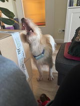 fidelis.dog