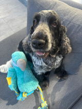 XL-Adventskalender "Hunde"*