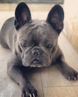 fidelis.dog