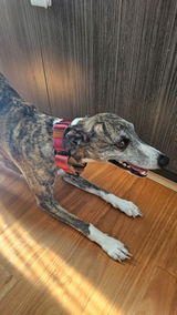 Roxy review photo