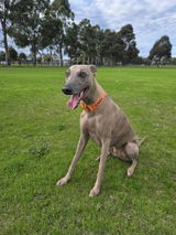 Chyna review photo