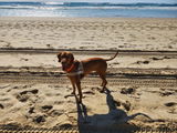 Roxy Dog review photo