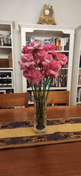 Susan Noonan review photo