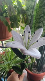 Benchea Nicoleta review photo