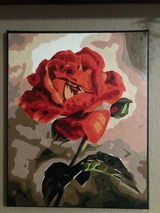 Beautiful Red Rose