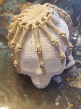 Shale L. review photo