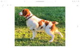 John Swider - CompanionGundog review photo