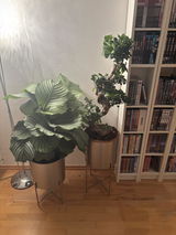 Anonym review photo