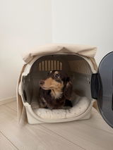 カニンヘンダックスのパルム review photo