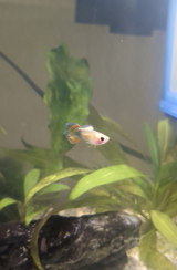 Meg review photo