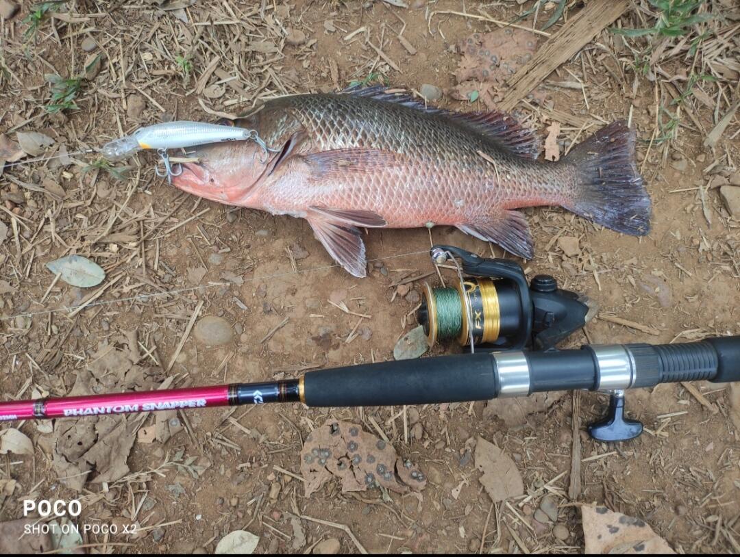 Daiwa PHANTOM PHP 802MH ルアーロッド Daiwa Phantom Snapper Spinning Rod 8-10 Ft MH – Fishermanshub