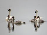 Mlessard review photo