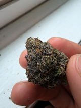 Sal Staiano review photo