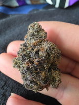 Sal Staiano review photo