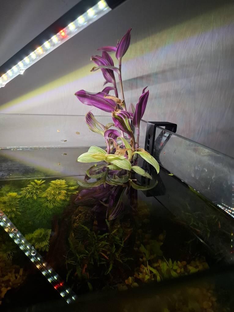 Adjustable Hang on Back Plant Pots for Aquariums - Double Pack