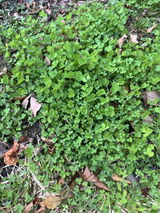 Leslie Yazel review photo