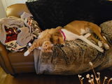 Bella W review photo