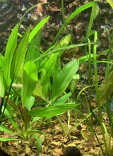 Aquaaurora review photo