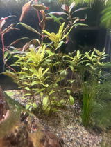 Matthew Wilkerson review photo