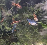 David Birbal review photo