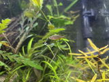 Heather Anderson review photo