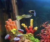 Fish Mom review photo