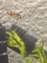 Brandon review photo