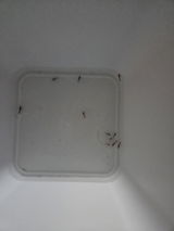 william G review photo