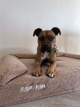 Alfie Shea review photo
