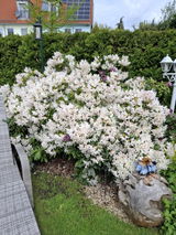 Jutta S. review photo