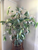 Jeannette D. from Tamworth, NSW review photo