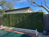 Craig T. from Oatley, NSW review photo