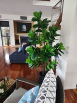 Thomas S. from Robina, QLD review photo
