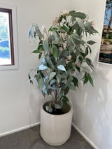 Fiona C. from Bahrs Scrub, QLD review photo