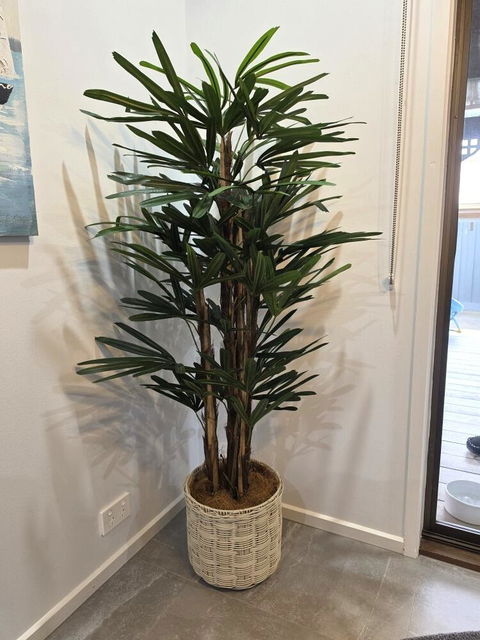 Rhapis Palm Tree 150cm