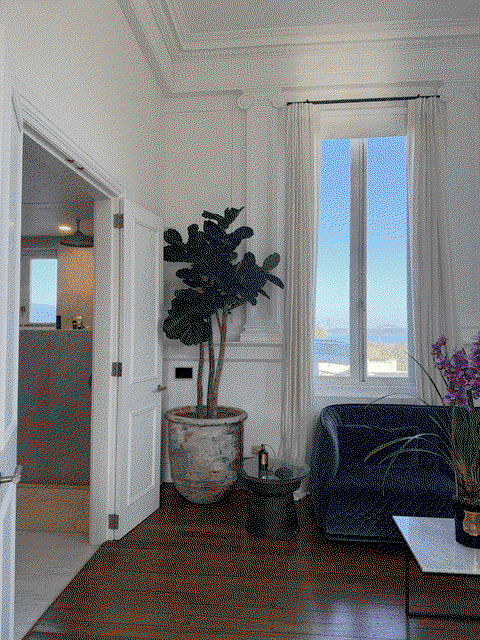 Fiddle Leaf Tree 230cm