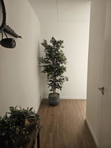 Harry Kooi review photo