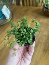 Emily van Niewerburgh review photo