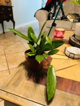 MariaB review photo