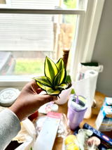 Lotus Candles review photo