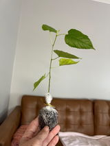 Cheri review photo