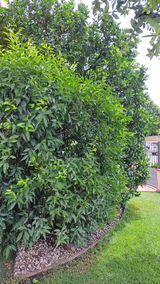 Rinaldo review photo