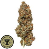 Tristan review photo