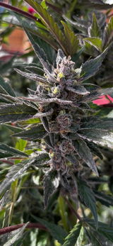 Sermorcas review photo