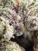 Nicholas C. review photo