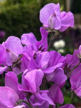Viola review photo