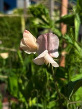 Viola review photo