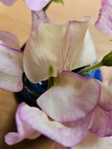 Catarina review photo