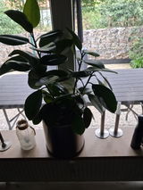 Anonym review photo